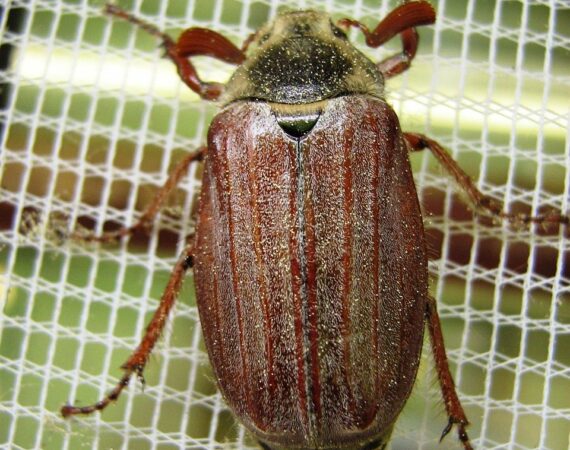 Czy moskitiery chronią przed insektami?