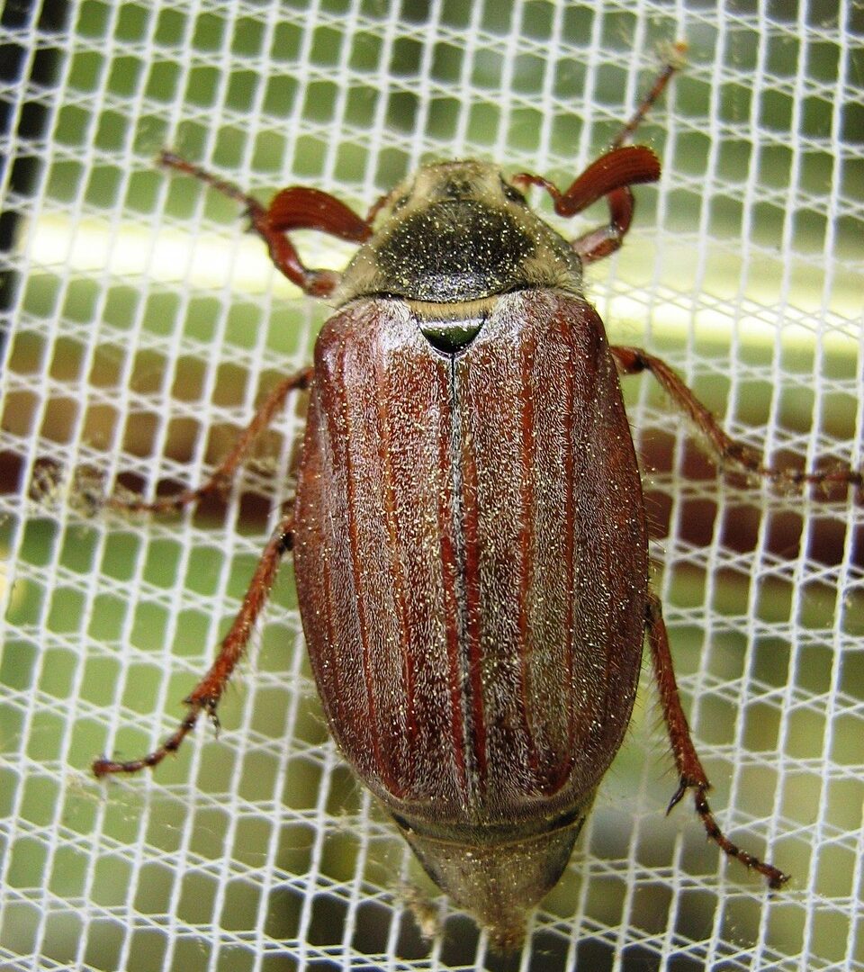 insekt na moskitierze